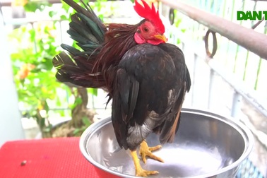 Miền Tây xuất hiện giống gà lạ thích masage, giá tiền triệu mỗi con