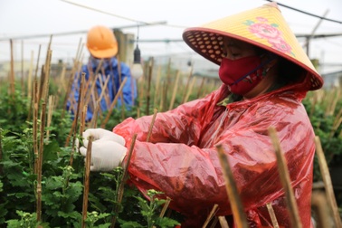 Nghề ngắt lá, bẻ nụ "hái ra tiền" dịp Tết