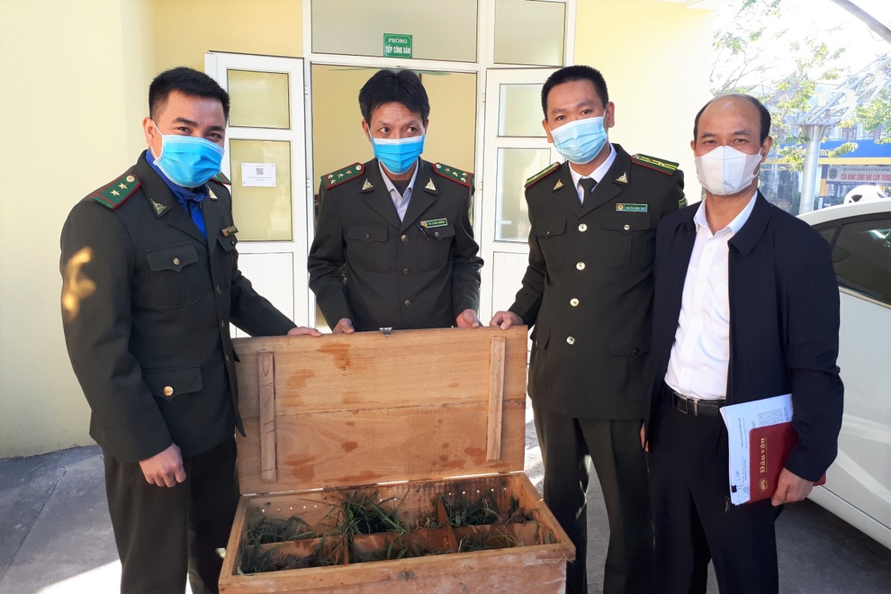 Đưa 12 cá thể rùa quý hiếm về bảo tồn sau vụ giải cứu buôn bán trái phép - 1 Đưa 12 cá thể rùa quý hiếm về bảo tồn sau vụ giải cứu buôn bán trái phép - 1