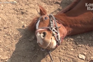 Chú ngựa láu cá giả vờ chết để "trốn việc"