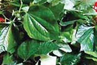 Món ăn chữa đau lưng, nhức mỏi