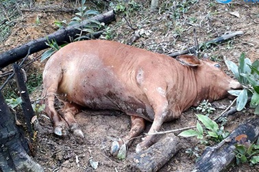 8 con bò của một hộ dân chết bất thường cùng ngày