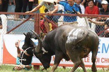 Kiểm tra chất kích thích trong trâu chọi húc chết chủ