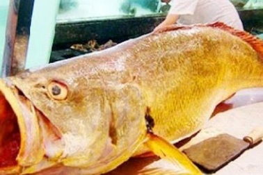 Cá sủ vàng giá cả 1,5 tỷ đồng: Đắt vì giá trị dinh dưỡng, tâm linh?