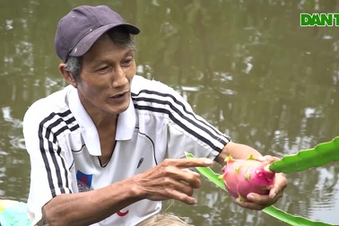 Lão nông Cà Mau cho thanh long "nương tựa" cây mắm, kiếm tiền khỏe re