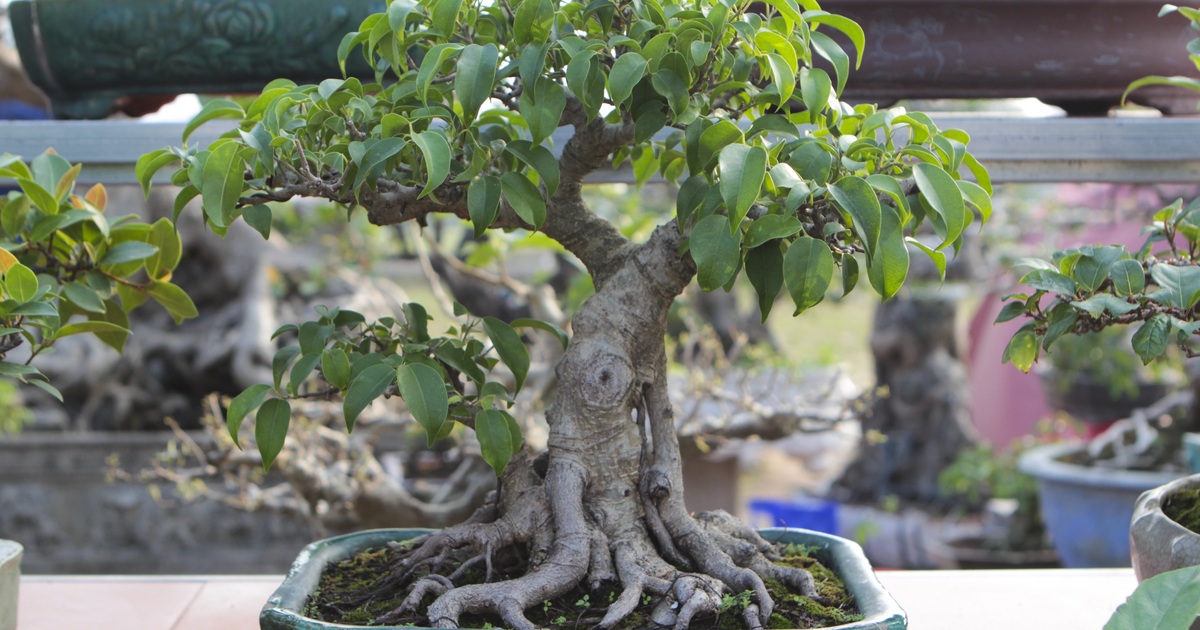 Cây Si Bonsai Mini – Chọn Lựa Và Chăm Sóc Đúng Cách