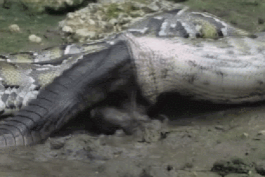 Trăn nuốt chửng cá sấu, bất ngờ bị con mồi đâm thủng bụng