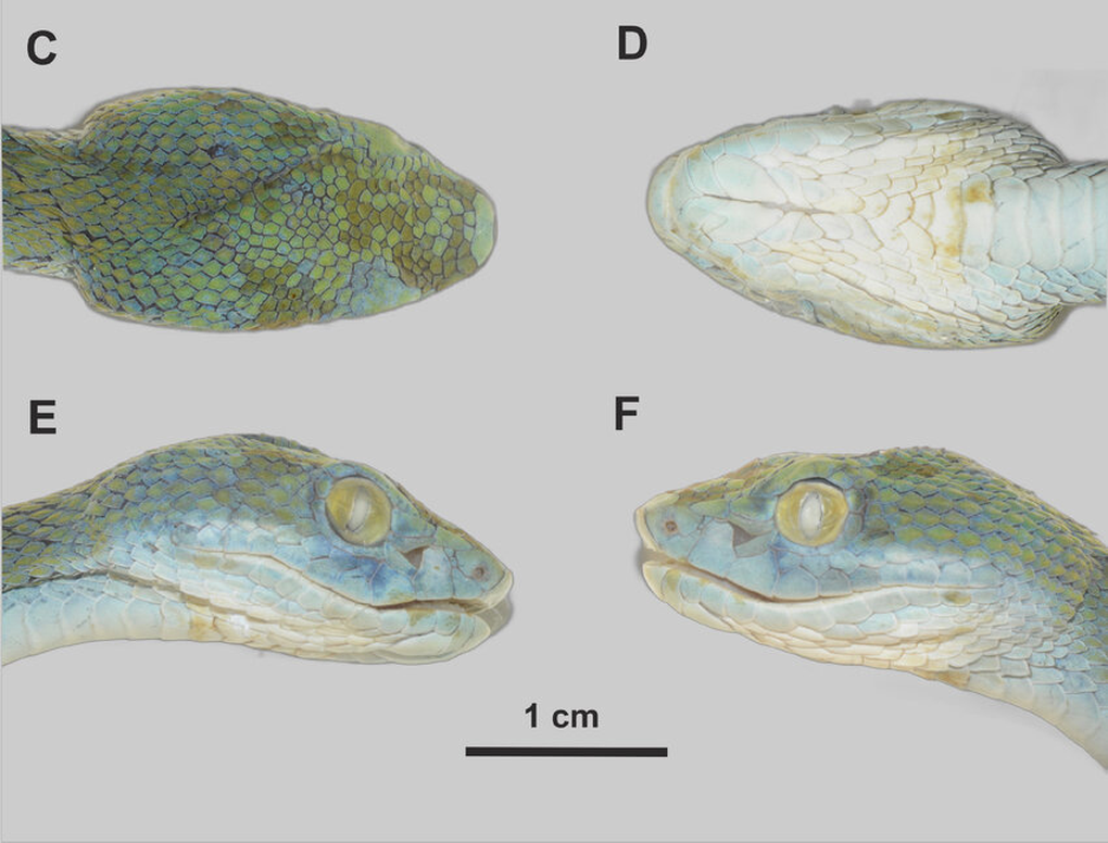 Cận cảnh loài rắn độc mới được phát hiện tại Việt Nam - 3
