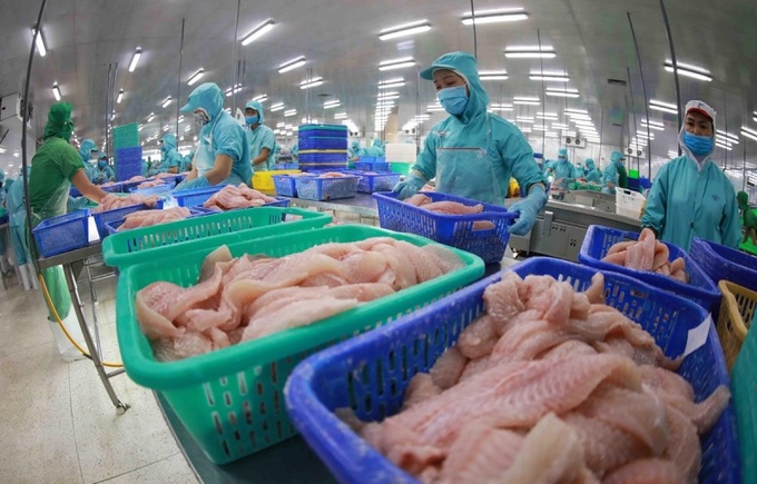 Chế biến cá tra xuất khẩu.