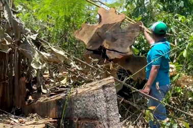 Khẩn trương điều tra, xử lý vụ phá rừng cách trụ sở UBND huyện 2km