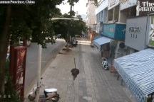 Đà điểu xổng chuồng gây náo loạn trên đường phố