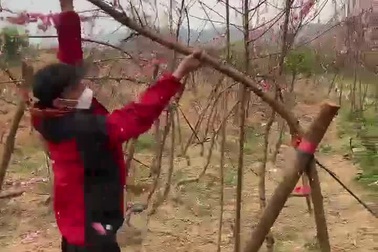 Kỹ nghệ tạo cành đào huyền mát tay thu tiền triệu dịp Tết