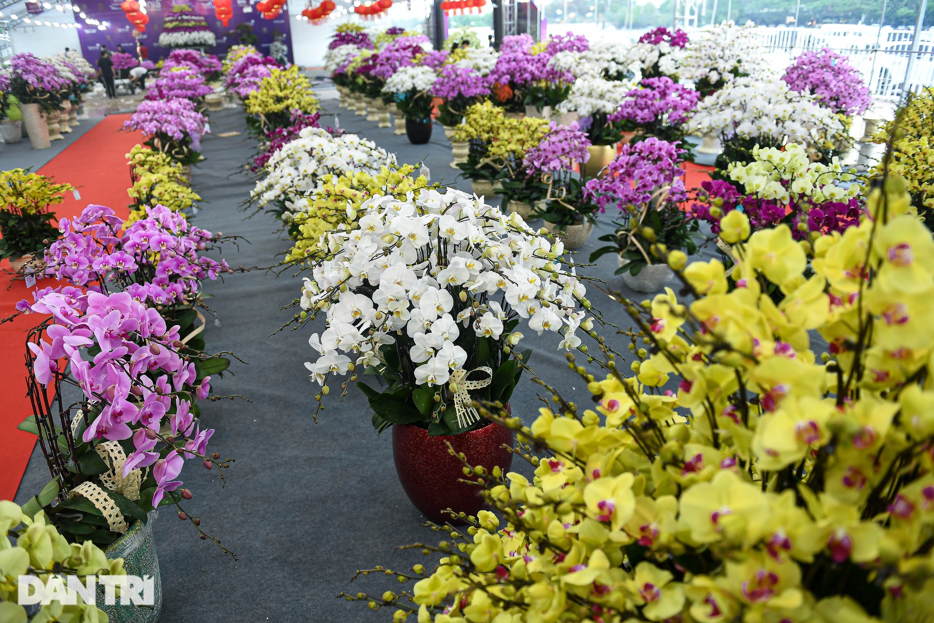 Cắm hoa lan thuê dịp Tết, bỏ túi cả triệu đồng một ngày ở Hà Nội - 6 Cắm hoa lan thuê dịp Tết, bỏ túi cả triệu đồng một ngày ở Hà Nội - 6
