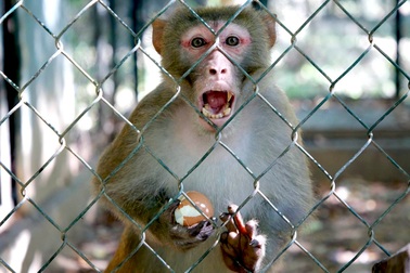 Động vật quý hiếm "ghé thăm" bất ngờ, người dân bắt giao nộp công an