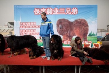 Ngao Tạng gặp hạn vì Trung Quốc chống tham nhũng