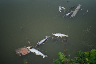 Mỗi ngày hàng trăm kg cá nổi chết trắng ao, nông dân lo "mất" Tết