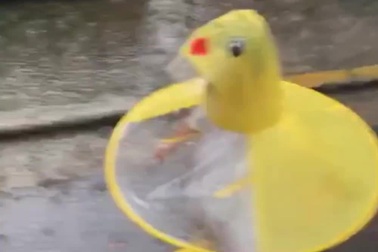 Em bé háo hức chơi đùa dưới mưa trong bộ áo mưa vịt con khiến dân mạng “tan chảy”