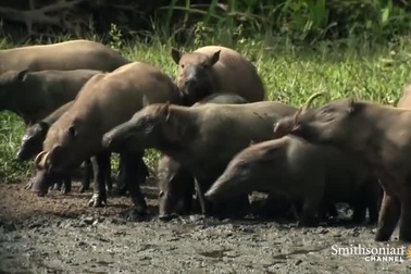 Kỳ lạ loài lợn có răng nanh mọc ngược xuyên thủng hộp sọ