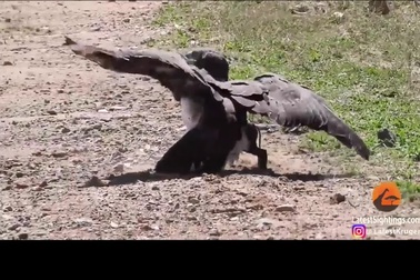 Lợn rừng mẹ lơ là khiến con bị đại bàng tấn công và giết chết