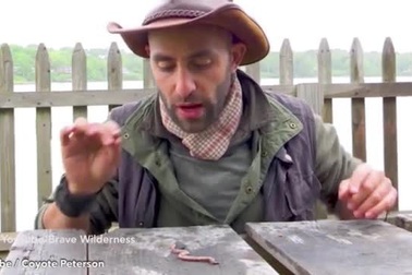 Clip trùng huyết giương răng nanh kim loại như sinh vật viễn tưởng