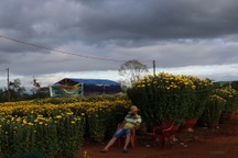 Chợ hoa Tết ế ẩm, tiểu thương bắt đầu bán tháo