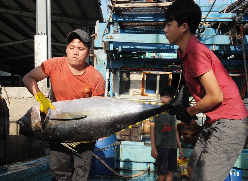 Giá cá ngừ đại dương thấp, ngư dân đánh bắt xuyên Tết thất thu - 6 Giá cá ngừ đại dương thấp, ngư dân đánh bắt xuyên Tết thất thu - 6