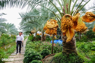 Trồng cây cho trái vàng và đỏ, 9X ở Đồng Tháp bất ngờ thu lãi "khủng"