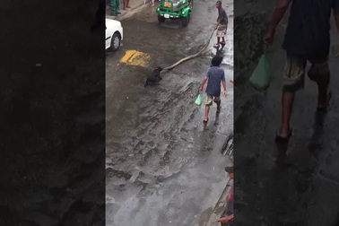 Tò mò khám phá, chú chó nhỏ bất ngờ bị trăn khổng lồ ngoạm vào mặt