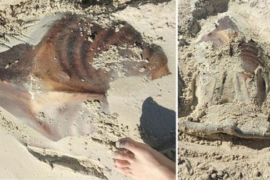 Sinh vật kỳ dị vùi trong cát trên bãi biển Australia