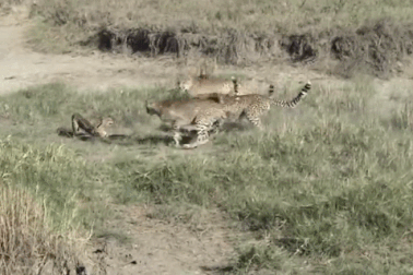 Cận cảnh linh miêu dũng cảm chiến đấu với 4 con báo săn