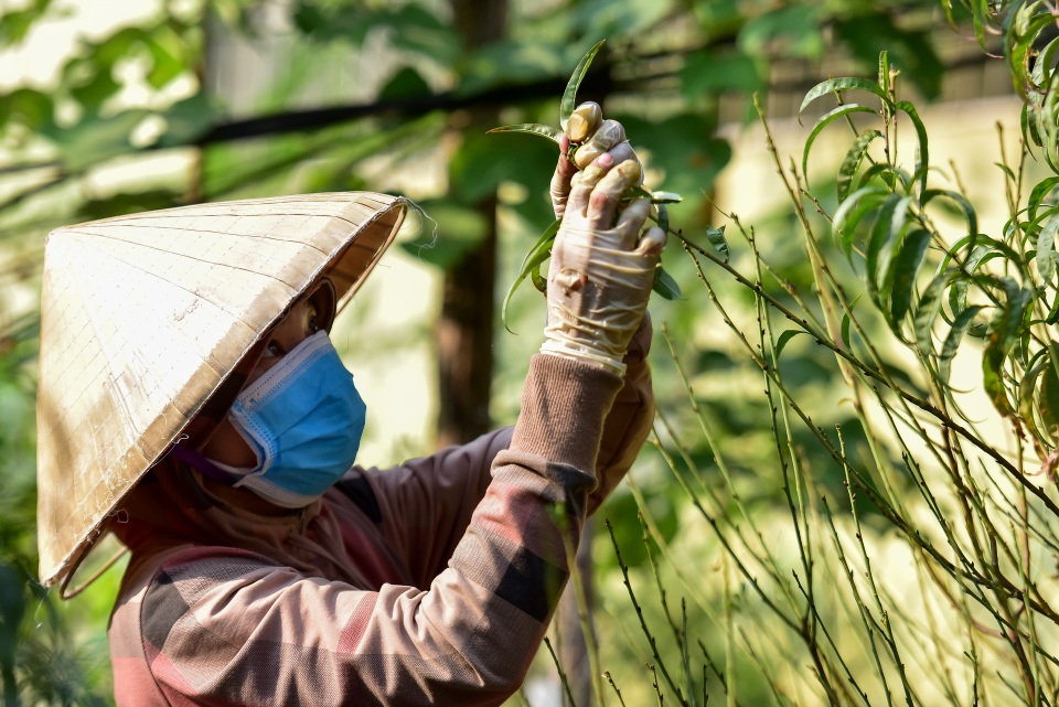 Chi tiền triệu thuê nhân công tuốt lá đào đón Tết Canh Tý - 10 Chi tiền triệu thuê nhân công tuốt lá đào đón Tết Canh Tý - 10