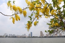 Hồ Tây thơ mộng trong sắc hoa muồng hoàng yến