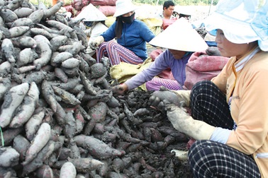 Quen làm ăn kiểu “thuốc độc bọc đường”