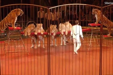 Sư tử “béo phì” chật vật biểu diễn xiếc ở thành phố Vladivostok