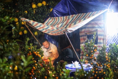 Lo mất trộm, người Hà Nội dựng lều đốt lửa trông đào xuyên đêm