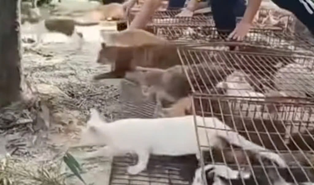 Thả hàng trăm con mèo xuống hồ nước để phóng sinh gây phẫn nộ - 1