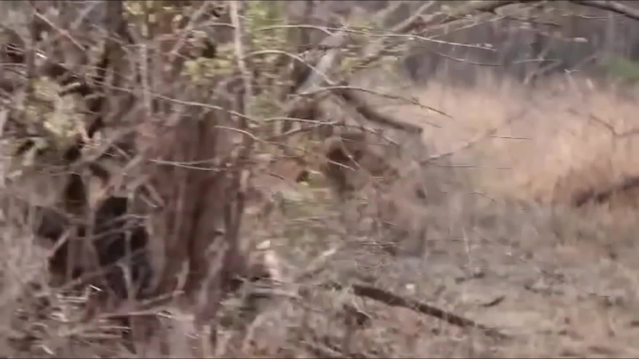 Hình ảnh hiếm thấy trong tự nhiên: Báo hoa mai cái “gạ tình” sư tử đực