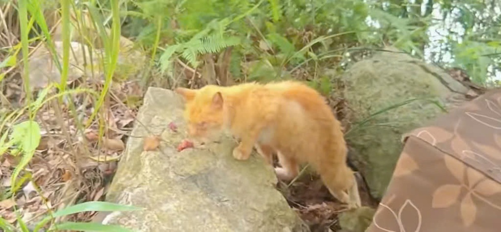 Thả hàng trăm con mèo xuống hồ nước để phóng sinh gây phẫn nộ - 3