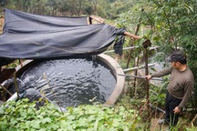 Kiếm hàng tỉ đồng từ nuôi cá hồi trên đỉnh Mẫu Sơn