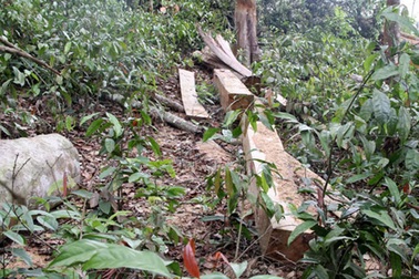 Bắt nguyên cán bộ công an tỉnh bảo kê phá rừng