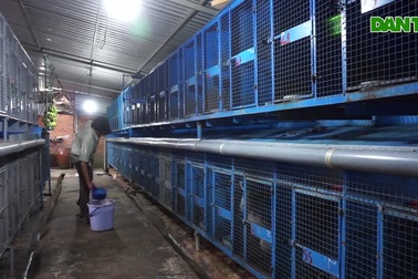 Nuôi chồn hương, anh nông dân kiếm tiền tỷ nhàn hạ