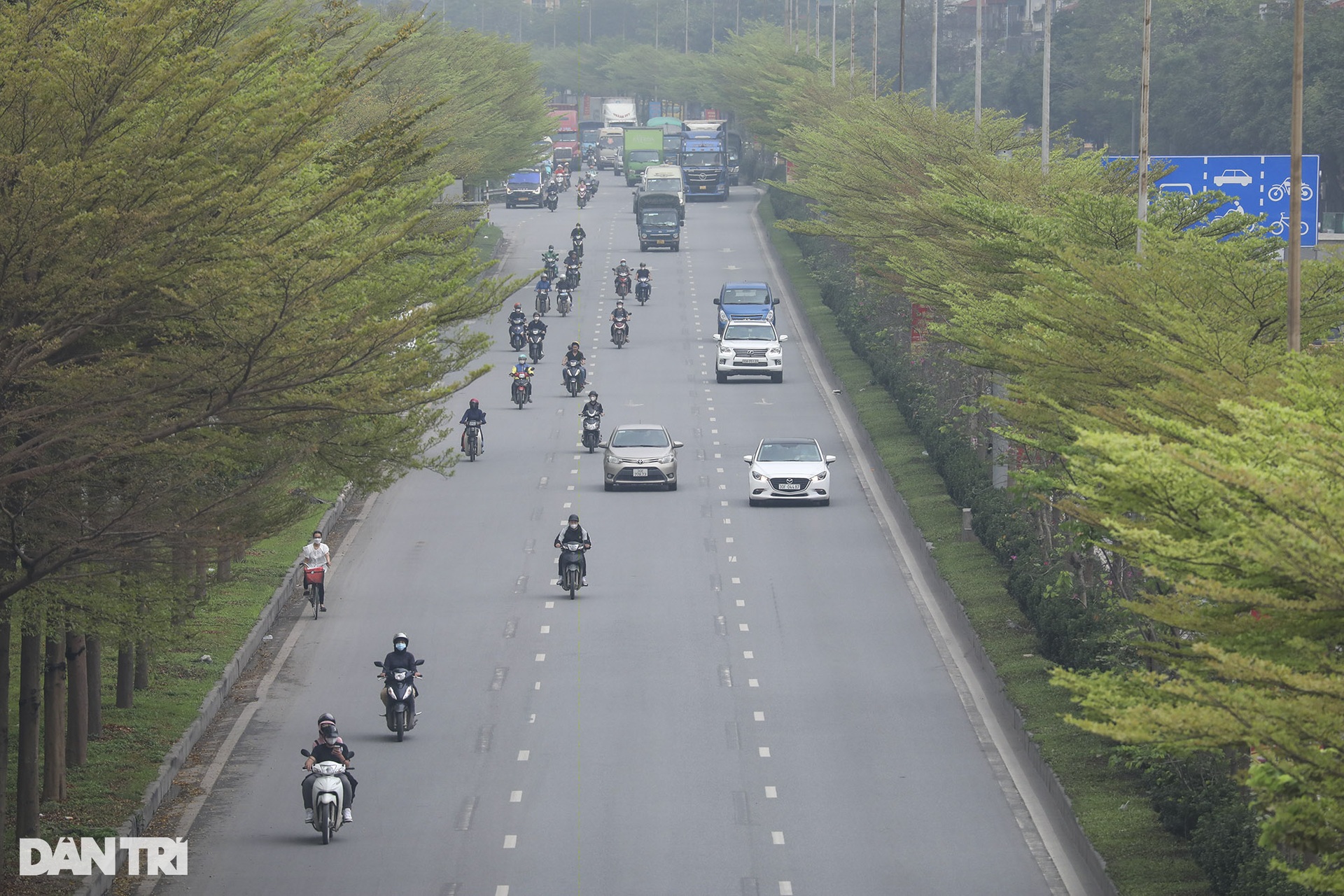 Cây bàng lá nhỏ đâm chồi non xanh mướt khắp Hà Nội - 3