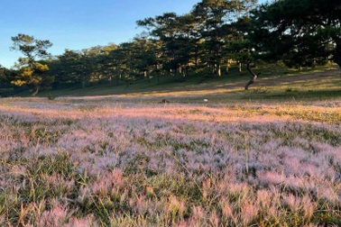 Đồi cỏ hồng trong sương sớm đẹp như trời Âu ở "thành phố ngàn hoa"