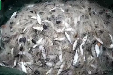 Những chuyến ra khơi đầu năm, ngư dân trúng đậm cá Kiền