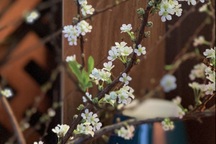 Tết đến đây rồi, ai đi xa nhớ quay về với mẹ cha