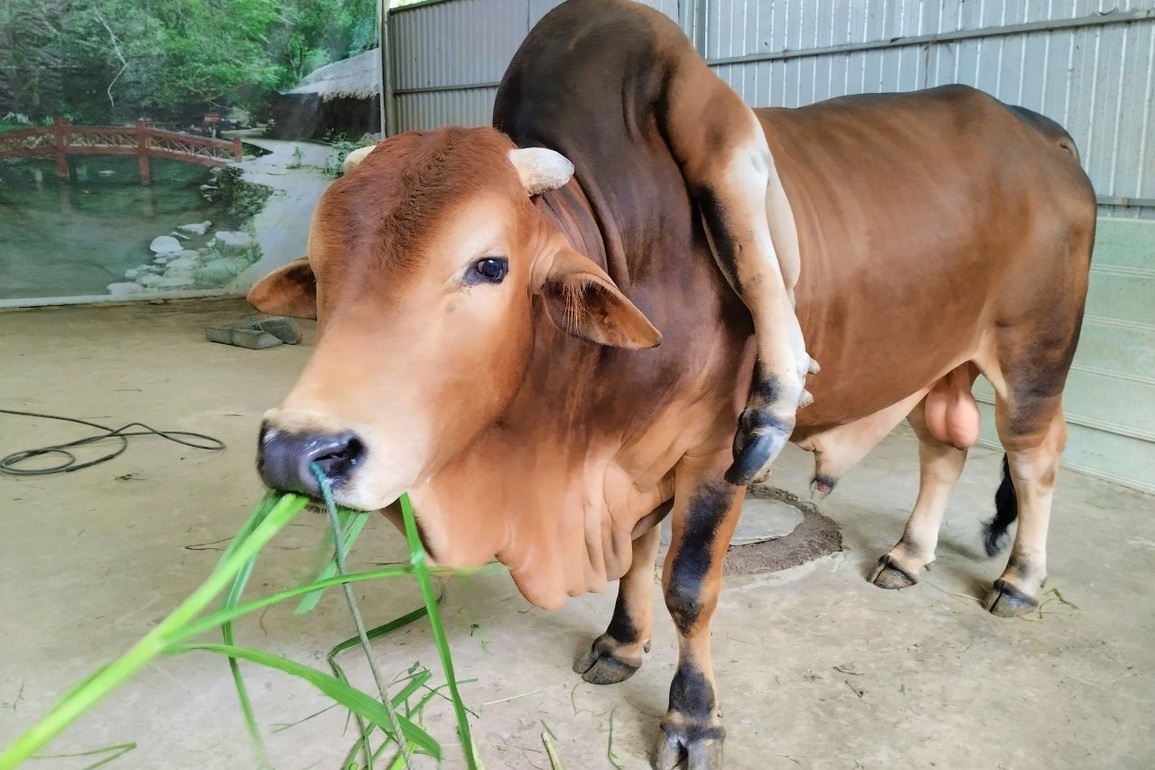 Cow with 6 legs and 2 tails, priced at 5 billion VND, owner does not sell - 1
