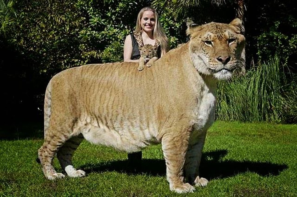 Con lai giữa sư tử và hổ nặng gần 420 kg - 1 Con lai giữa sư tử và hổ nặng gần 420 kg - 1