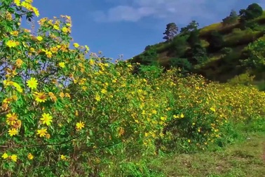 Video: Sắc Dã quỳ trên núi Chư Đăng Ya