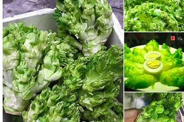 Cải mầm đá Sapa đắt như thịt: Coi chừng hàng Trung Quốc đội lốt