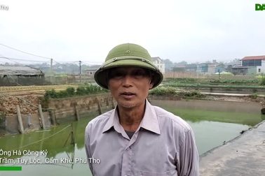 Chia sẻ của người nuôi cá chép đỏ những ngày giáp Tết ông Công, ông Táo